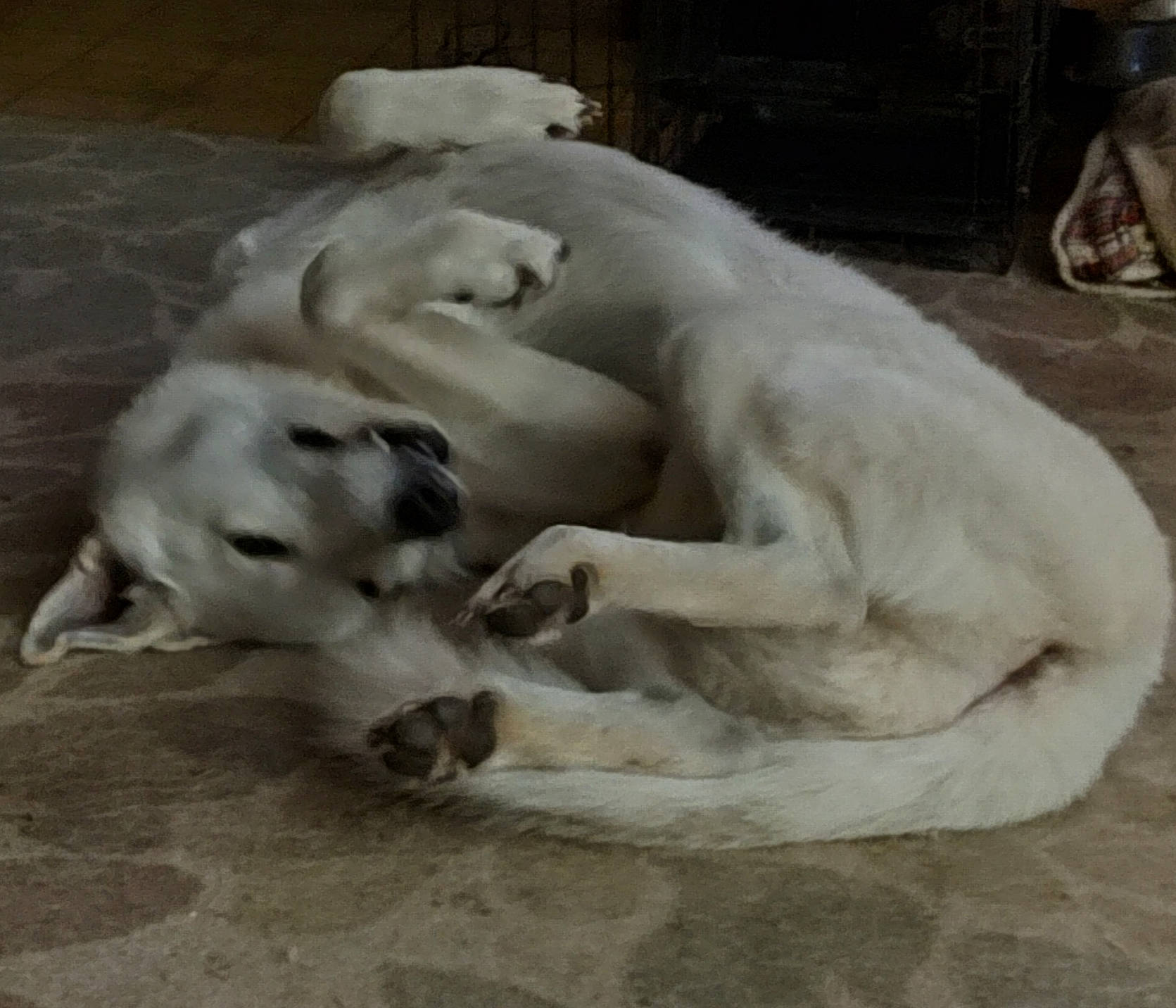 Mack joined the competition — help win amazing prizes! art, canidae, carnivore, companion_dog, dog, dog_breed, fawn, fur, nap, non_sporting_group, paw, snout, sporting_group, tail, terrestrial_animal, working_animal