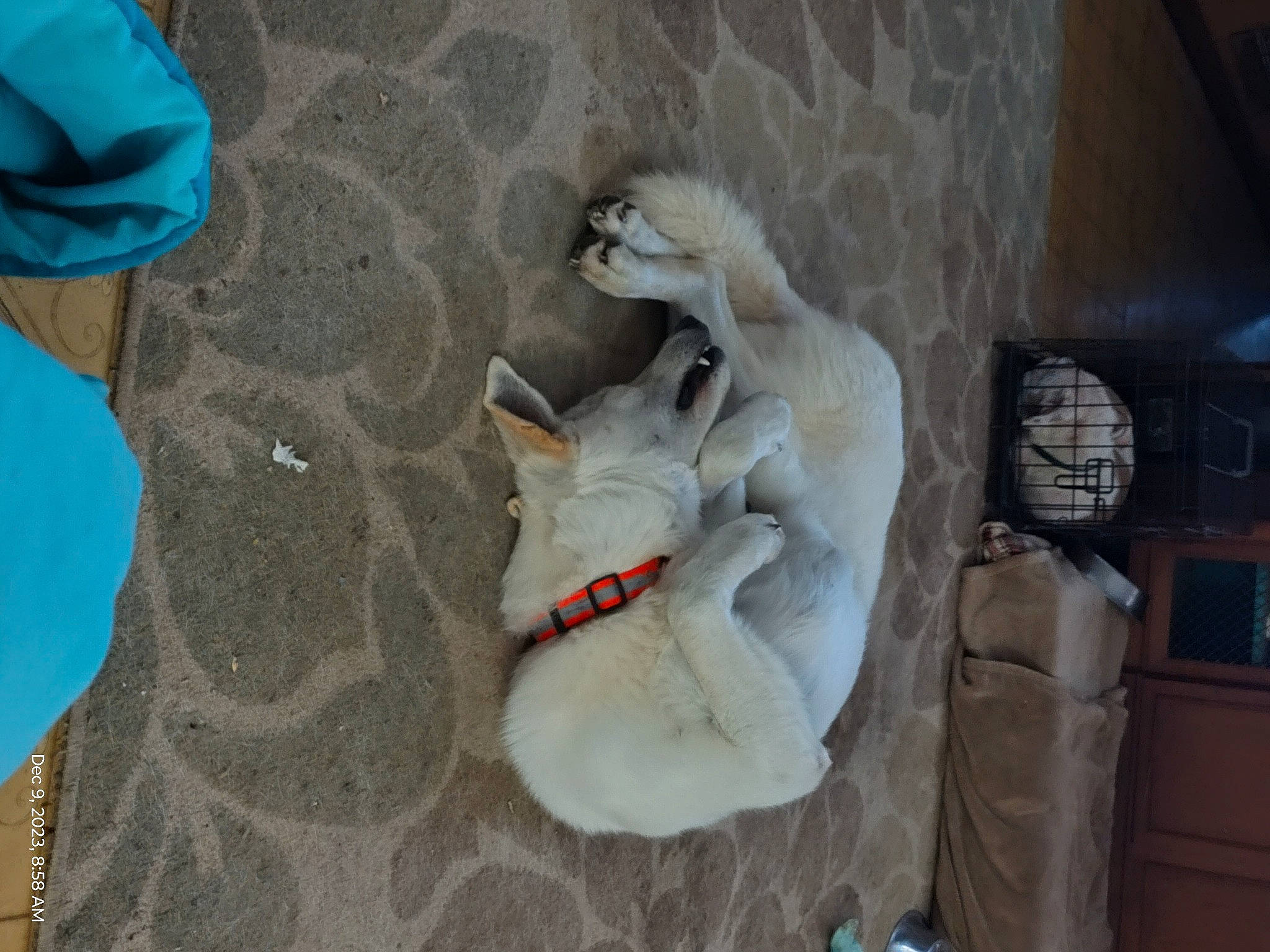 Mack joined the competition — help win amazing prizes! art, concrete, fur, grey, linens, pattern, plaster, room, sculpture, shadow, statue, stuffed_toy, visual_arts, wood