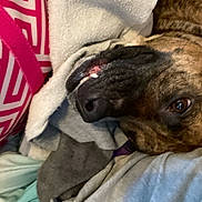 Layla joined the competition — help win amazing prizes! dog, brindle, pet, blanket, cozy, lying_down, close_up, fur, snout, mouth, tooth, eye, indoors, fabric, pillow, resting, comfort, soft, relaxed, animal
