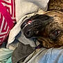 dog, brindle, pet, blanket, cozy, lying_down, close_up, fur, snout, mouth, tooth, eye, indoors, fabric, pillow, resting, comfort, soft, relaxed, animal
