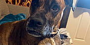 Layla joined the competition — help win amazing prizes! dog, brindle, canine, pet, indoor, couch, quilt, wood_wall, relaxed, portrait, furniture, domestic_animal, resting, brown, ears, collar, snout, floor, window, door