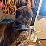 dog, brindle, canine, pet, indoor, couch, quilt, wood_wall, relaxed, portrait, furniture, domestic_animal, resting, brown, ears, collar, snout, floor, window, door