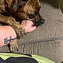 Layla joined the competition — help win amazing prizes! dog, brindle, paw, hand, tattoo, forearm, couch, gray, resting, closeup, indoor, collar, fur, pet, animal, comfort, affection, human, skin, relax