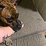 Layla is registered to the contest to win money with this photo: dog, brindle, pet, animal, couch, arm, tattoo, indoor, resting, close_up, companion, furniture, paw, brown, black, snout, friendship, relaxation, human, touch