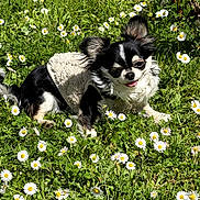 Vanille a rejoint le concours — aidez-le/la à gagner de superbes lots ! dog, chihuahua, small_dog, black_and_white, fur, grass, daisies, flowers, outdoor, sunlight, nature, pet, cute, animal, greenery, spring, fluffy, tongue_out, jacket, relaxed