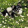 dog, chihuahua, small_dog, black_and_white, fur, grass, daisies, flowers, outdoor, sunlight, nature, pet, cute, animal, greenery, spring, fluffy, tongue_out, jacket, relaxed