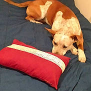 Chuck is registered to the contest to win money with this photo: animal, bed, blanket, brown_and_white, canine, comfort, cozy, dog, domestic, fabric, furniture, home, indoor, lace, pet, pillow, relaxed, resting, sniffing, soft