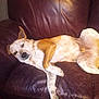 Chuck is registered to the contest to win money with this photo: animal, brown, canine, comfortable, couch, dog, domestic, ears, fur, home, indoor, leather, lying_down, paw, pet, relaxed, resting, sleepy, snout, sprawled