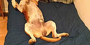 Chuck is registered to the contest to win money with this photo: animal, bed, blanket, blue_blanket, comfort, cozy, dog, dog_pillow, floor, fur, indoor, lying_down, patterned_pillow, paw, pet, pillow, relaxed, sleeping_position, tail, wooden_headboard
