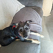 Hera participe au concours pour gagner de l'argent avec cette photo : animal, blanket, canine, comfortable, couch, cozy, cute, dog, domestic, ears, floor, fur, home, indoor, looking, paws, pet, relaxing, resting, tile
