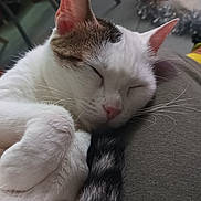 Oksana participe au concours pour gagner de l'argent avec cette photo : animal, cat, close_up, cozy, cute, feline, holiday_decor, indoor, lights, nutcracker, pet, pink_nose, relaxed, resting, sleeping, soft_fur, tabby_fur, tail, whiskers, white_fur