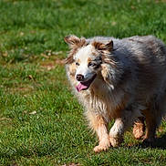 Stup participe au concours pour gagner de l'argent avec cette photo : dog, canine, grass, outdoor, sunlight, happy, tongue_out, walking, fluffy, pet, animal, nature, mammal, fur, daytime, grass_field, playful, brown, cream, gray