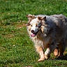dog, canine, grass, outdoor, sunlight, happy, tongue_out, walking, fluffy, pet, animal, nature, mammal, fur, daytime, grass_field, playful, brown, cream, gray
