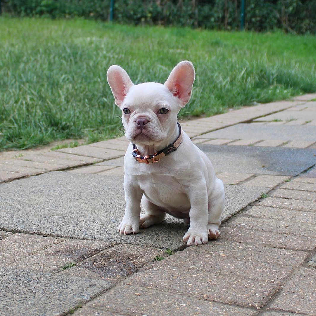 Bailey is registered to the contest to win money with this photo: animal, canine, collar, cute, dog, ears, face, french_bulldog, fur, grass, nature, outdoor, pavement, pet, portrait, puppy, sitting, small_dog, white_dog, young