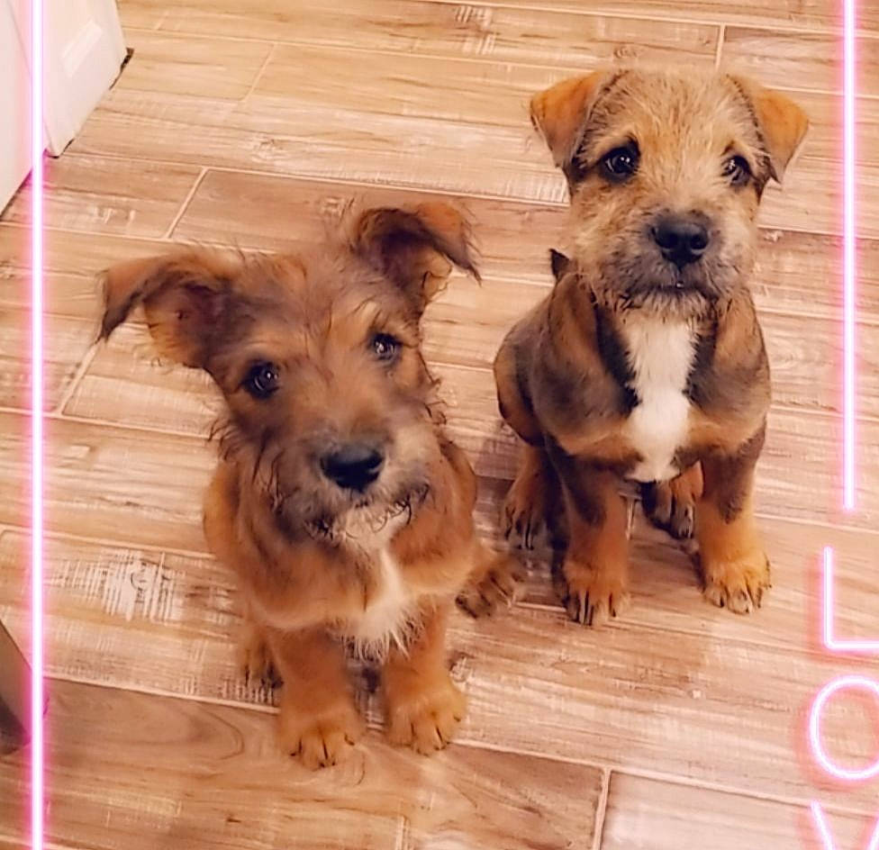 Brody And Scooby Twins joined the competition — help win amazing prizes! canidae, carnivore, companion_dog, dog, dog_breed, dog_collar, dog_supply, fawn, flooring, hardwood, liver, pet_supply, plank, snout, sporting_group, toy_dog, varnish, wood, wood_stain, working_animal