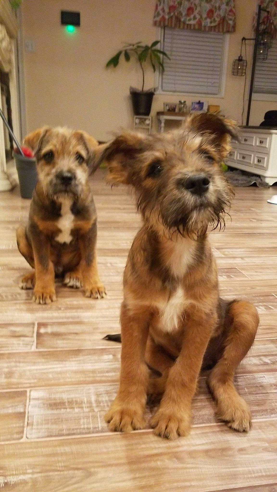 Brody And Scooby Twins is registered to the contest to win money with this photo: canidae, carnivore, companion_dog, dog, dog_breed, fawn, flowerpot, fur, home_appliance, houseplant, kitchen_appliance, liver, plant, small_terrier, snout, sporting_group, terrier, toy_dog, wood, working_animal