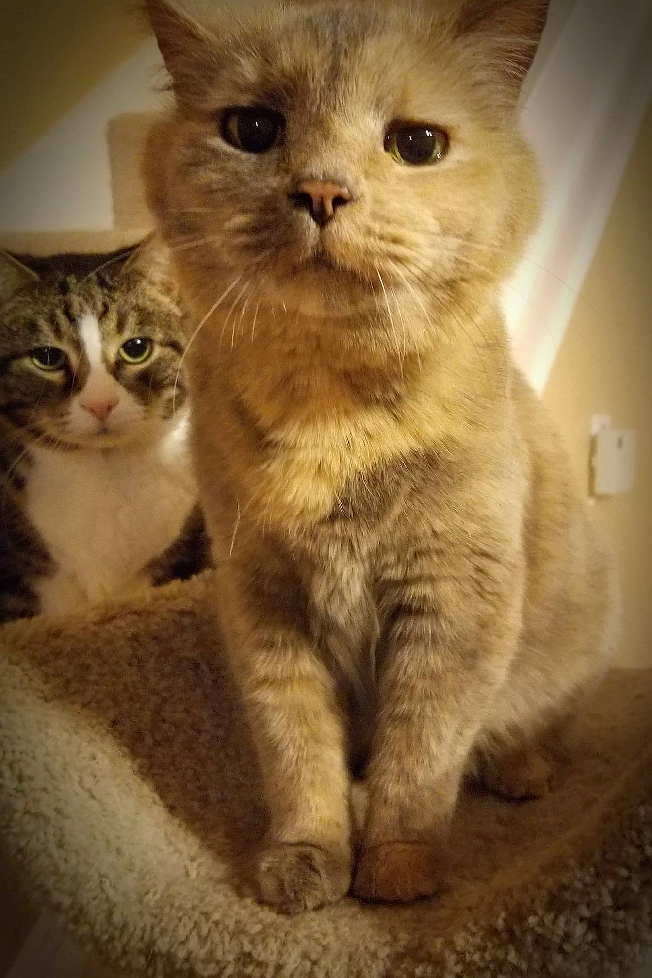 Fluffy is registered to the contest to win money with this photo: arabian_mau, asian, asian_semi_longhair, australian_mist, british_semi_longhair, carnivore, cat, domestic_short_haired_cat, european_shorthair, fawn, felidae, german_rex, kitten, mammal, ojos_azules, polydactyl_cat, small_to_medium_sized_cats, snout, vertebrate, whiskers