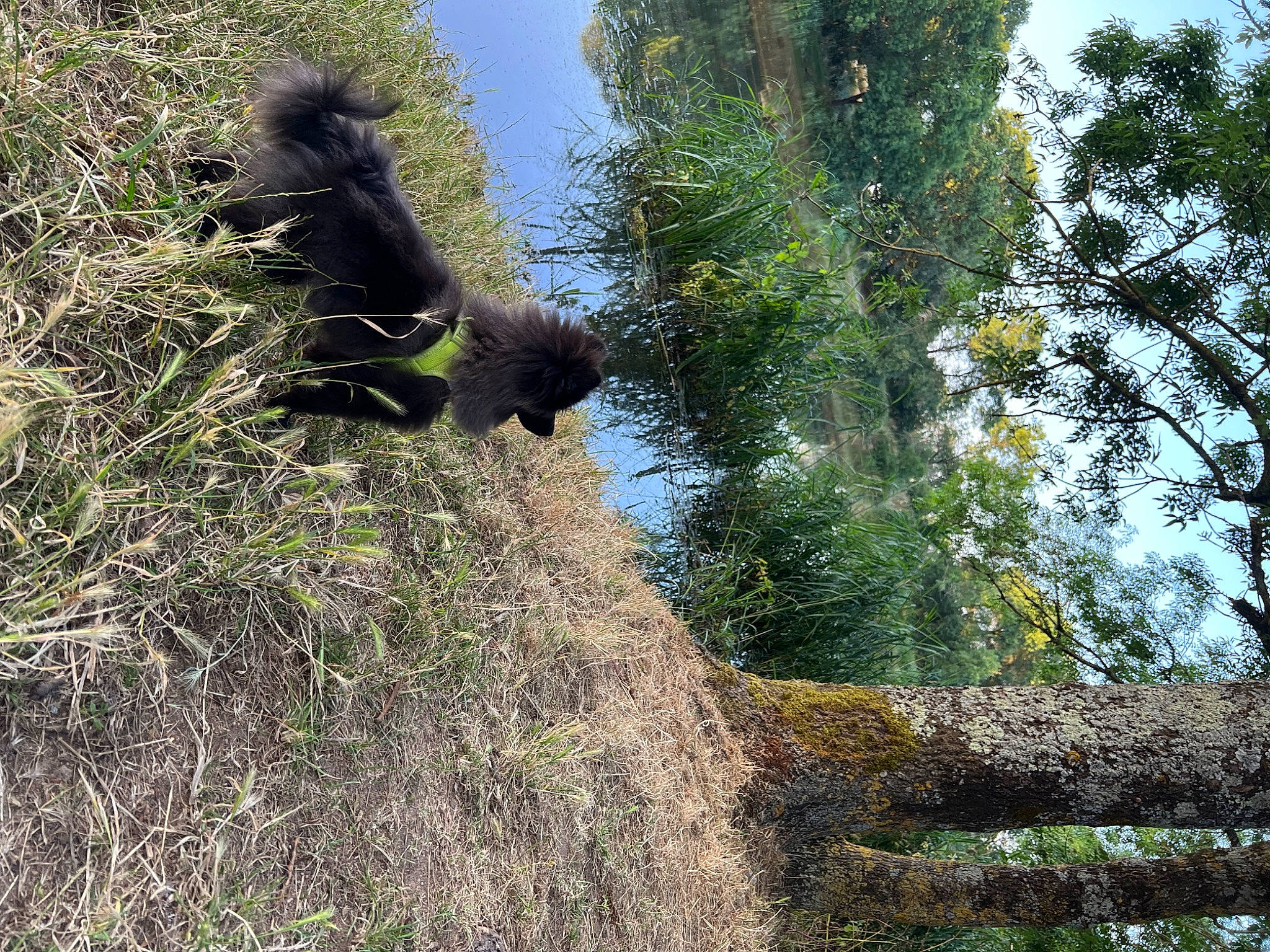 Romeo participe au concours pour gagner de l'argent avec cette photo : bear, biome, carnivore, forest, fur, grass, natural_landscape, plant, shrub, shrubland, sky, soil, terrestrial_animal, terrestrial_plant, tree, trunk, twig, vegetation, wildlife, wood