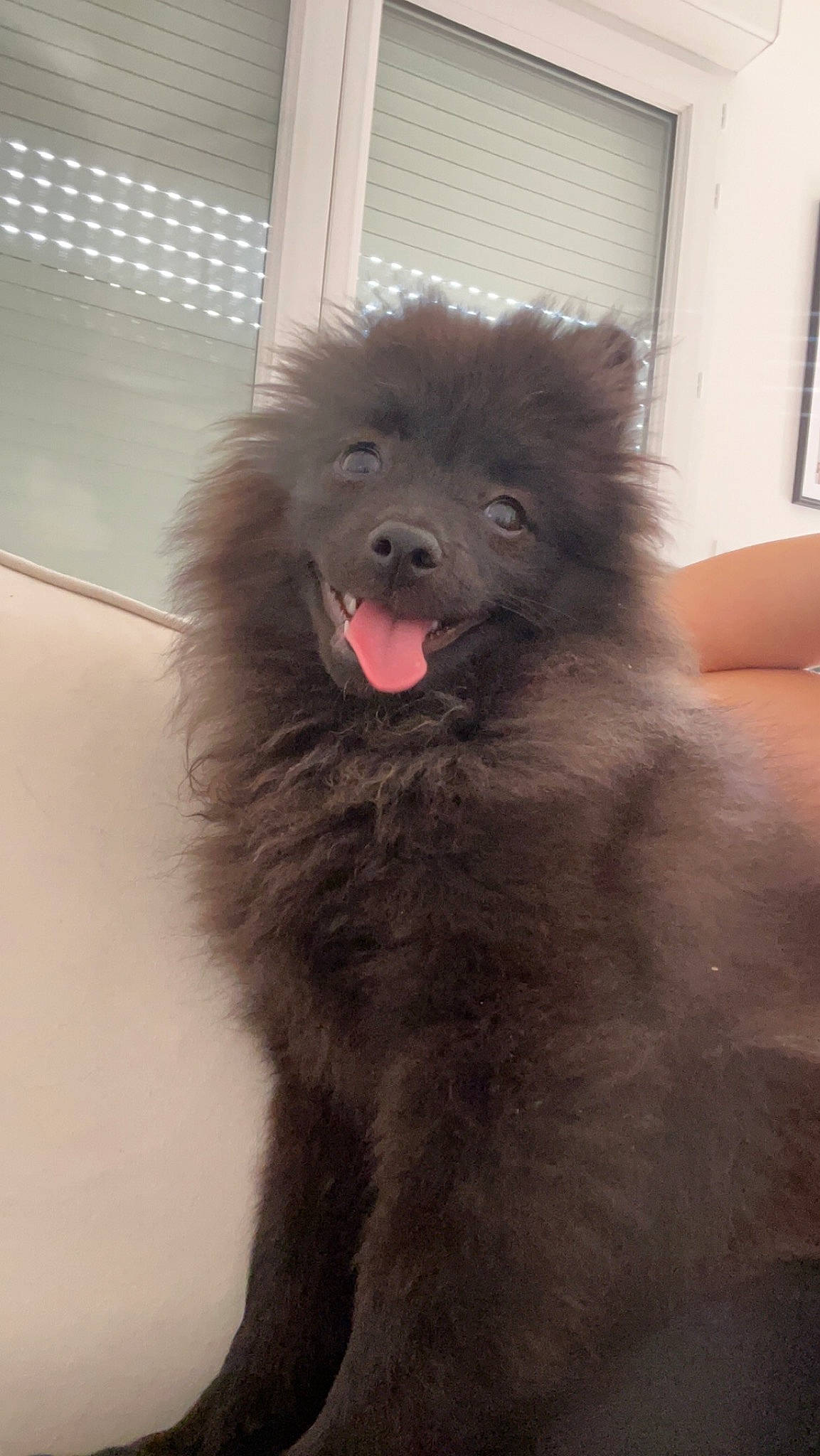 Romeo a rejoint le concours — aidez-le/la à gagner de superbes lots ! canidae, carnivore, companion_dog, dog, dog_breed, fur, liver, non_sporting_group, snout, sporting_group, terrestrial_animal, toy_dog, working_animal, working_dog