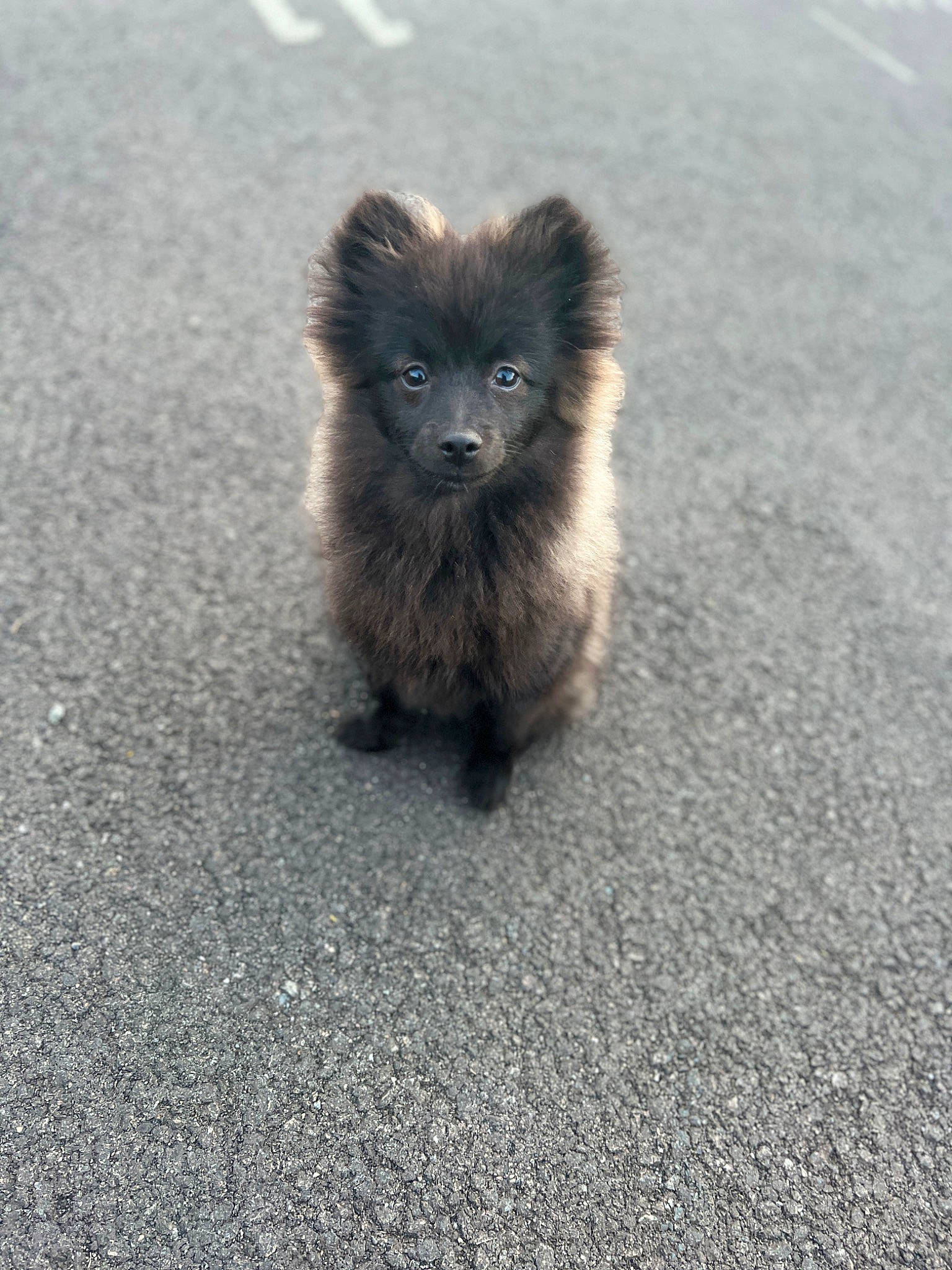 Romeo a rejoint le concours — aidez-le/la à gagner de superbes lots ! asphalt, carnivore, companion_dog, dog_breed, fawn, felidae, flooring, fur, german_spitz, german_spitz_klein, paw, road_surface, small_to_medium_sized_cats, snout, sporting_group, tail, tar, terrestrial_animal, toy_dog, whiskers