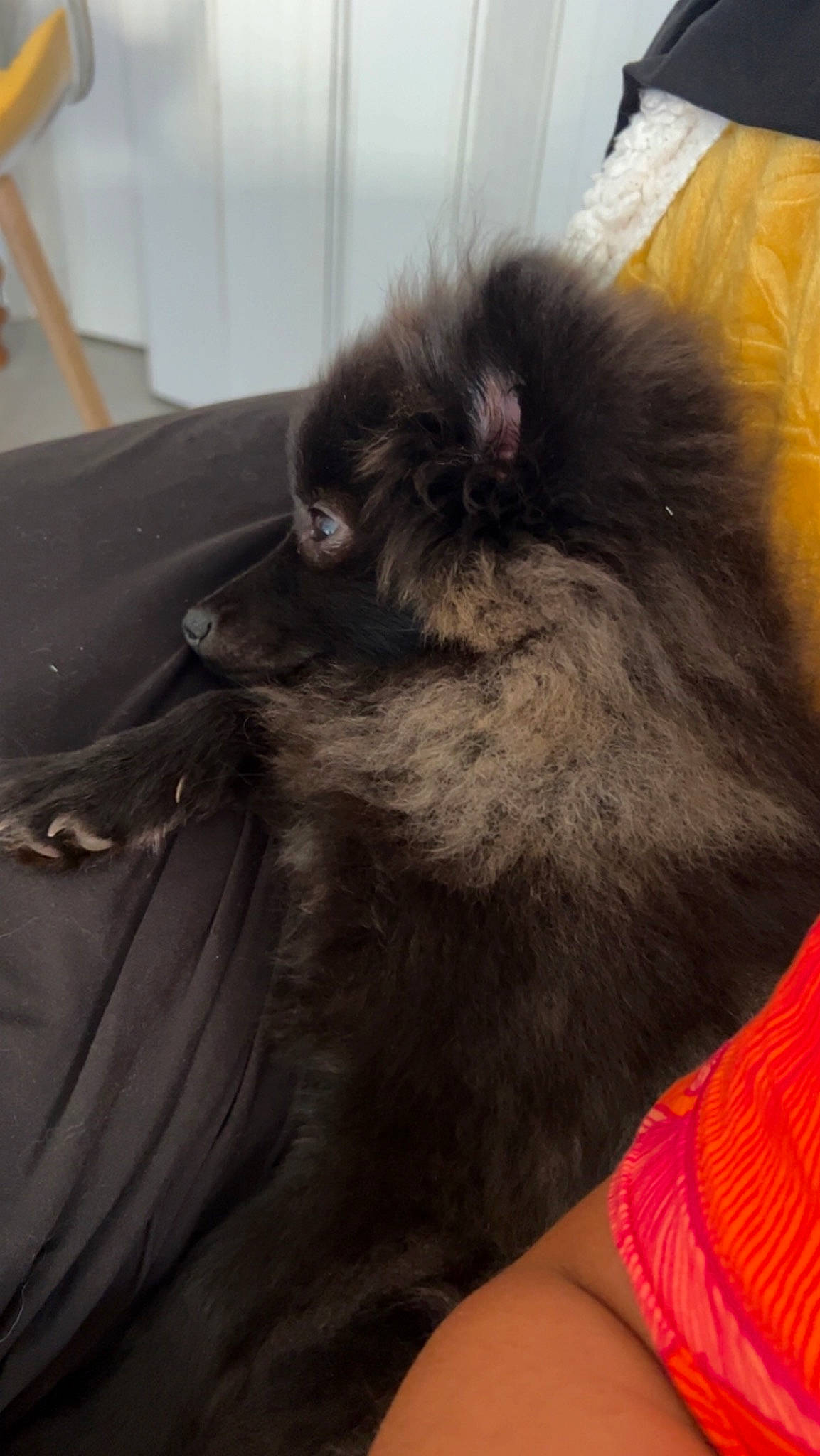 Romeo a rejoint le concours — aidez-le/la à gagner de superbes lots ! black_cat, canidae, carnivore, claw, comfort, companion_dog, dog_breed, fawn, felidae, fur, liver, small_to_medium_sized_cats, snout, spitz, sporting_group, tail, terrestrial_animal, toy_dog, whiskers, working_animal