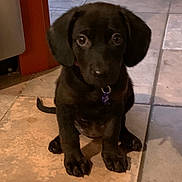 Angel is registered to the contest to win money with this photo: puppy, dog, black_dog, tile_floor, indoor, pet, young_dog, cute, animal, collar, sitting, looking_up, floor_tiles, ears, tail, domestic_animal, companion, canine, young_pet, house