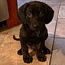 puppy, dog, black_dog, tile_floor, indoor, pet, young_dog, cute, animal, collar, sitting, looking_up, floor_tiles, ears, tail, domestic_animal, companion, canine, young_pet, house