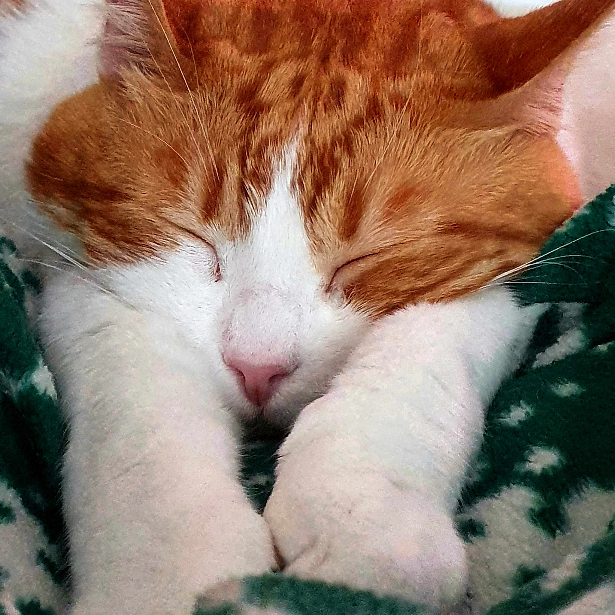 Boubbha The Buddhist Cat