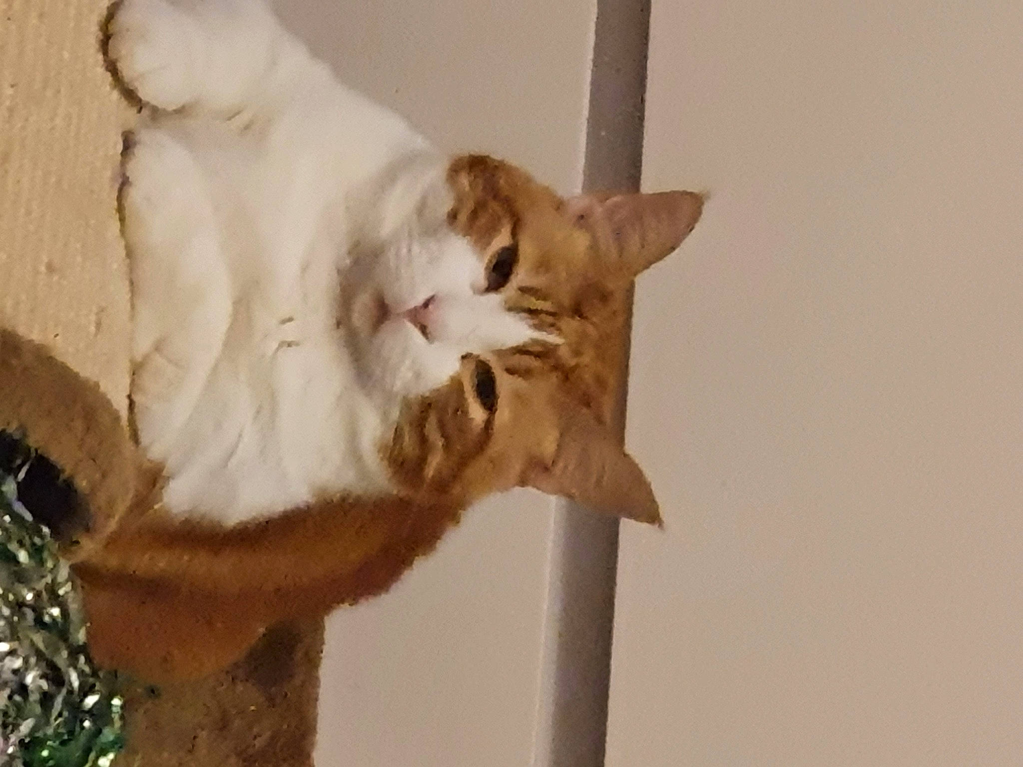 Boubbha The Buddhist Cat a rejoint le concours — aidez-le/la à gagner de superbes lots ! animal_shelter, carnivore, cat, cat_supply, domestic_short_haired_cat, fawn, felidae, fur, paw, pet_supply, small_to_medium_sized_cats, snout, tail, whiskers, window, wood