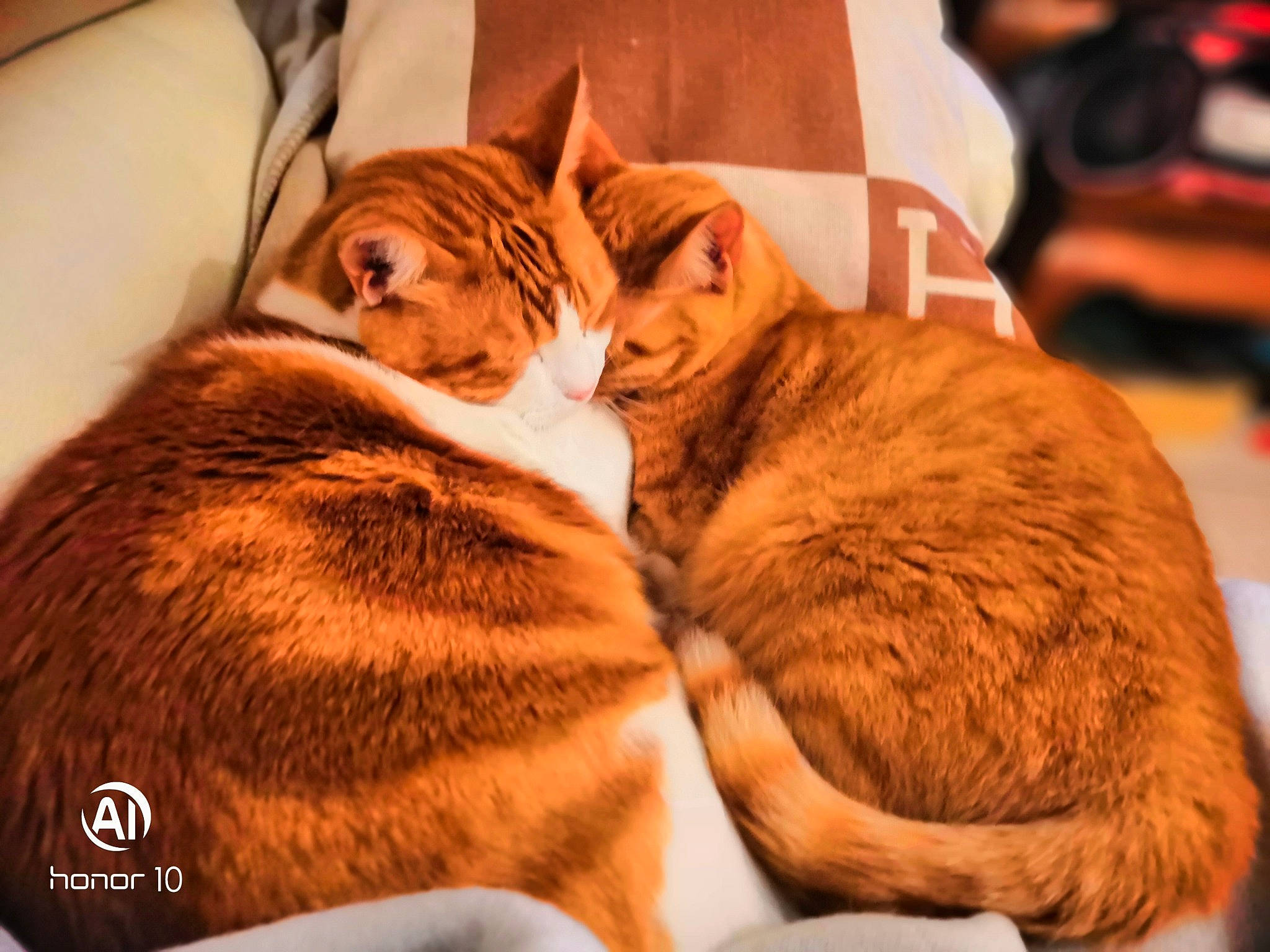 Boubbha The Buddhist Cat a rejoint le concours — aidez-le/la à gagner de superbes lots ! american_shorthair, carnivore, cat, domestic_short_haired_cat, european_shorthair, felidae, fur, nap, sleep, small_to_medium_sized_cats, snout, tabby_cat, whiskers