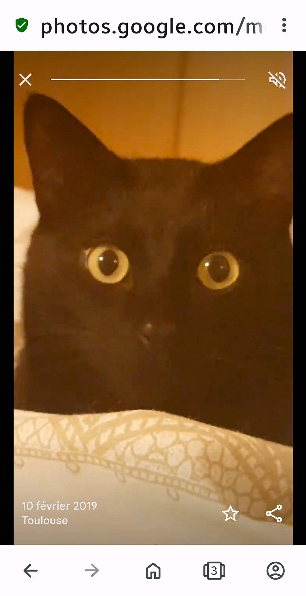 Bisoux a rejoint le concours — aidez-le/la à gagner de superbes lots ! art, black_cat, carnivore, cat, domestic_short_haired_cat, fawn, felidae, font, fur, illustration, packaging_and_labeling, paper_product, pattern, rectangle, small_to_medium_sized_cats, snout, square, terrestrial_animal, visual_arts, whiskers