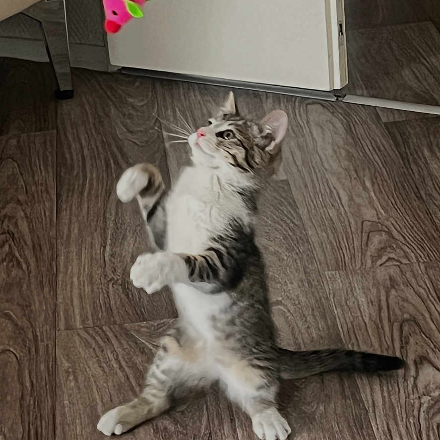 Cookie a rejoint le concours — aidez-le/la à gagner de superbes lots ! cat, curious, dangler, domestic_animal, ears, feline, floor, fur, home, indoor, kitten, paw, pet, pink_toy, playful, standing, tail, toy, whiskers, wooden_floor