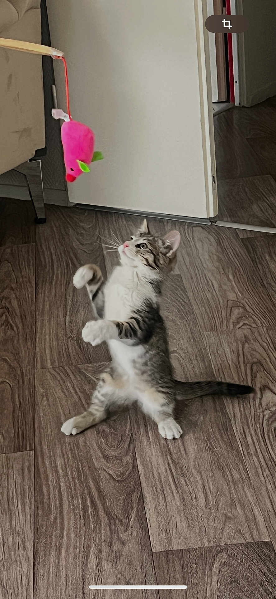 Cookie a rejoint le concours — aidez-le/la à gagner de superbes lots ! kitten, cat, toy, pink_toy, wooden_floor, playful, indoor, pet, curious, standing, feline, whiskers, ears, tail, paw, fur, domestic_animal, home, floor, dangler
