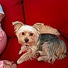 dog, yorkshire_terrier, small_dog, pet, animal, long_hair, tan_fur, gray_fur, black_fur, floppy_ears, collar, sitting, lying_down, red_couch, indoor, portrait, looking_at_camera, cute, companion_animal, home