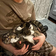 Toby is registered to the contest to win money with this photo: cat, tabby_cat, person, holding, indoor, plaid_shorts, tshirt, curtains, rug, furniture, cozy, pet, white_paws, striped_fur, hands, relaxed, home, comfort, seated, domestic