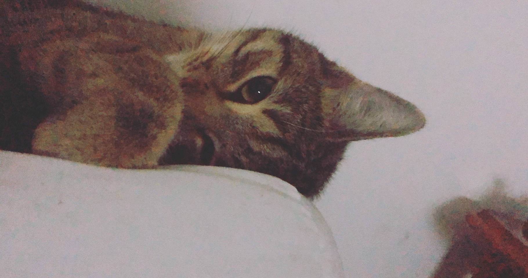 Titi participe au concours pour gagner de l'argent avec cette photo : carnivore, cat, cat_bed, claw, comfort, domestic_short_haired_cat, fawn, felidae, fur, linens, paw, small_to_medium_sized_cats, snout, tail, terrestrial_animal, visual_arts, whiskers, wildlife