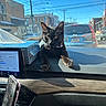 Cole Tcmc Collins joined the competition — help win amazing prizes! animal, black_cat, blue_sky, buildings, car_interior, cat, curious, dashboard, indoor, pet, phone, reflection, shadow, side_mirror, street, sunlight, technology, tissue_box, vehicle, window