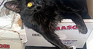 Cole Tcmc Collins joined the competition — help win amazing prizes! animal, black_cat, box, cardboard_box, casual, cat, close_up, curious, domestic_cat, feline, floor, indoor, looking_up, paw, pet, relaxed, resting, w_b_mason, wood_floor, yellow_eyes
