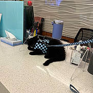 Cole Tcmc Collins is registered to the contest to win money with this photo: black_cat, blue_tumbler, cat, chair, countertop, divider, hand_sanitizer, harness, indoor, keys, kitten, leash, office, pen, pet, plastic_shield, resting, small_animal, tissue_box, wall_texture