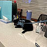 black_cat, blue_tumbler, cat, chair, countertop, divider, hand_sanitizer, harness, indoor, keys, kitten, leash, office, pen, pet, plastic_shield, resting, small_animal, tissue_box, wall_texture