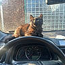 Cole Tcmc Collins is registered to the contest to win money with this photo: animal, black_cat, brick_wall, car_interior, cat, curious, dashboard, domestic_cat, dust, feline, glass_blocks, indoor, pet, relaxed, sitting, speedometer, steering_wheel, sunlight, vehicle, window