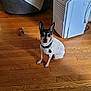 dog, indoor, wooden_floor, small_dog, pet_toy, blanket, chair, appliance, collar, floor, ears, sitting, attentive, domestic, home, wood, furniture, quiet, animal, companion