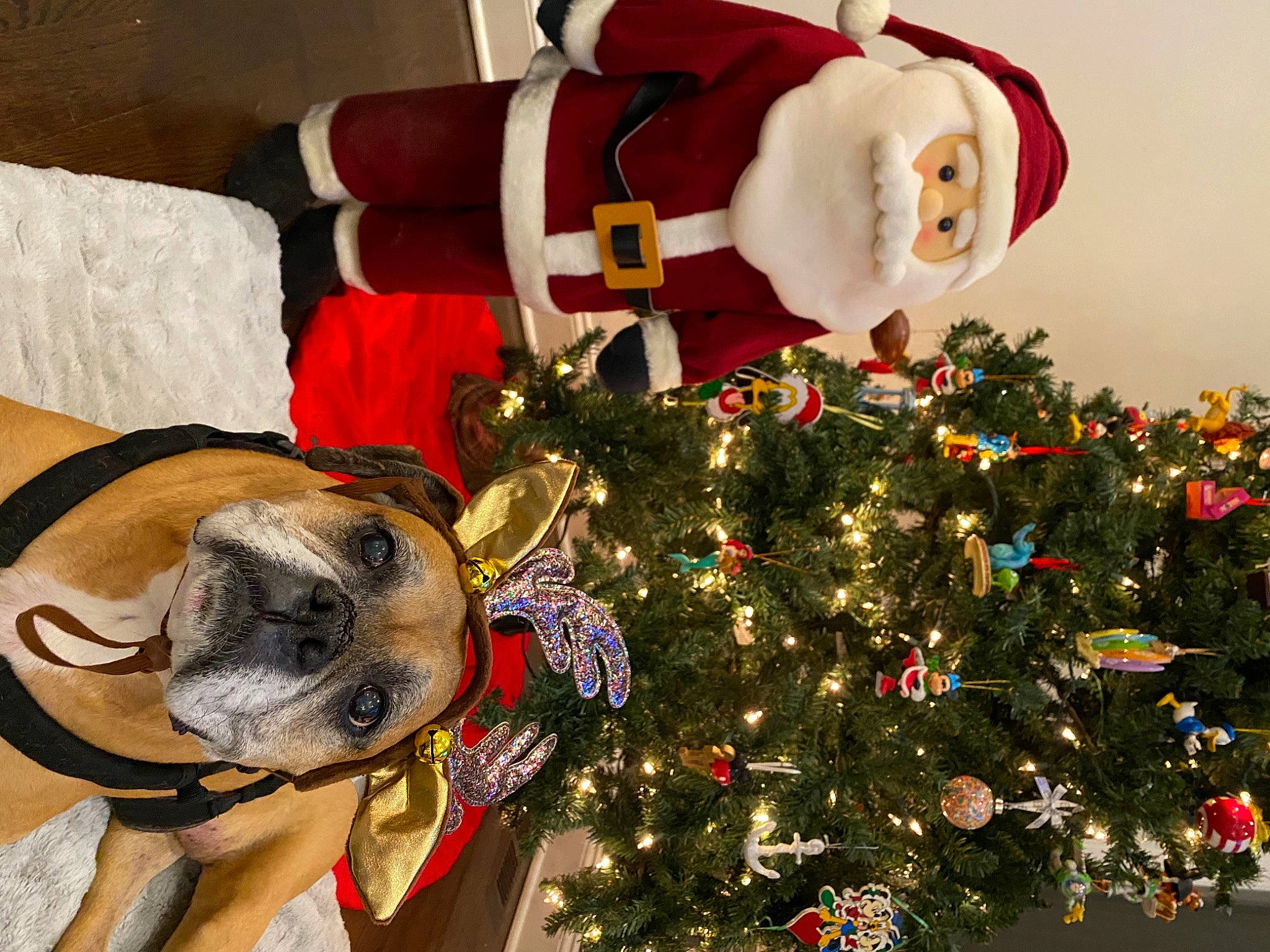 Brooklyn is registered to the contest to win money with this photo: carmine, carnivore, christmas, christmas_decoration, christmas_eve, christmas_ornament, christmas_tree, collar, dog, dog_breed, dog_supply, event, holiday, holiday_ornament, interior_design, mammal, pet_supply, santa_claus, vertebrate, working_animal