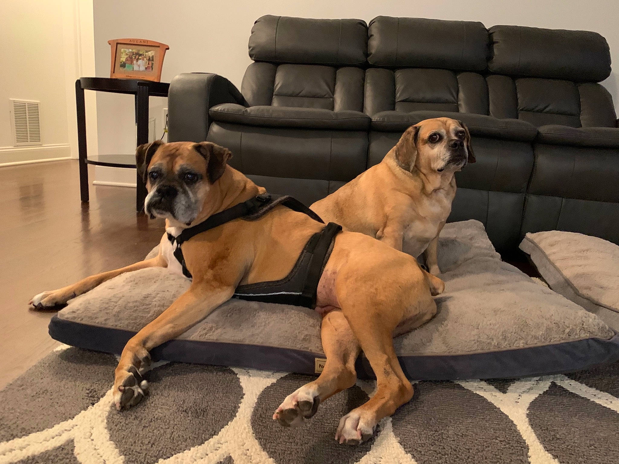 Brooklyn joined the competition — help win amazing prizes! canidae, carnivore, collar, companion_dog, couch, dog, dog_breed, fawn, floor, flooring, guard_dog, home, lamp, living_room, pet_supply, picture_frame, snout, sporting_group, studio_couch, working_animal