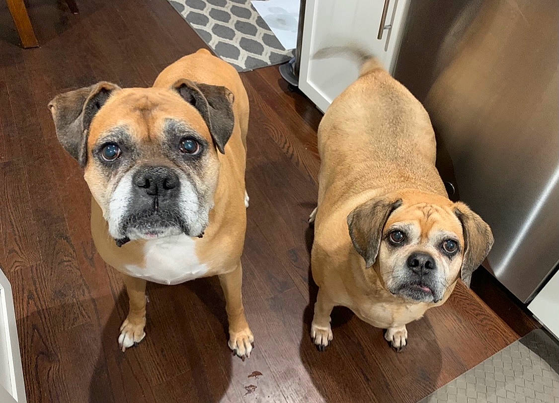 Brooklyn is registered to the contest to win money with this photo: canidae, carnivore, companion_dog, dog, dog_breed, fawn, floor, flooring, hardwood, mammal, pet_supply, pug, skin, snout, sporting_group, toy_dog, whiskers, wood_stain, working_animal, wrinkle