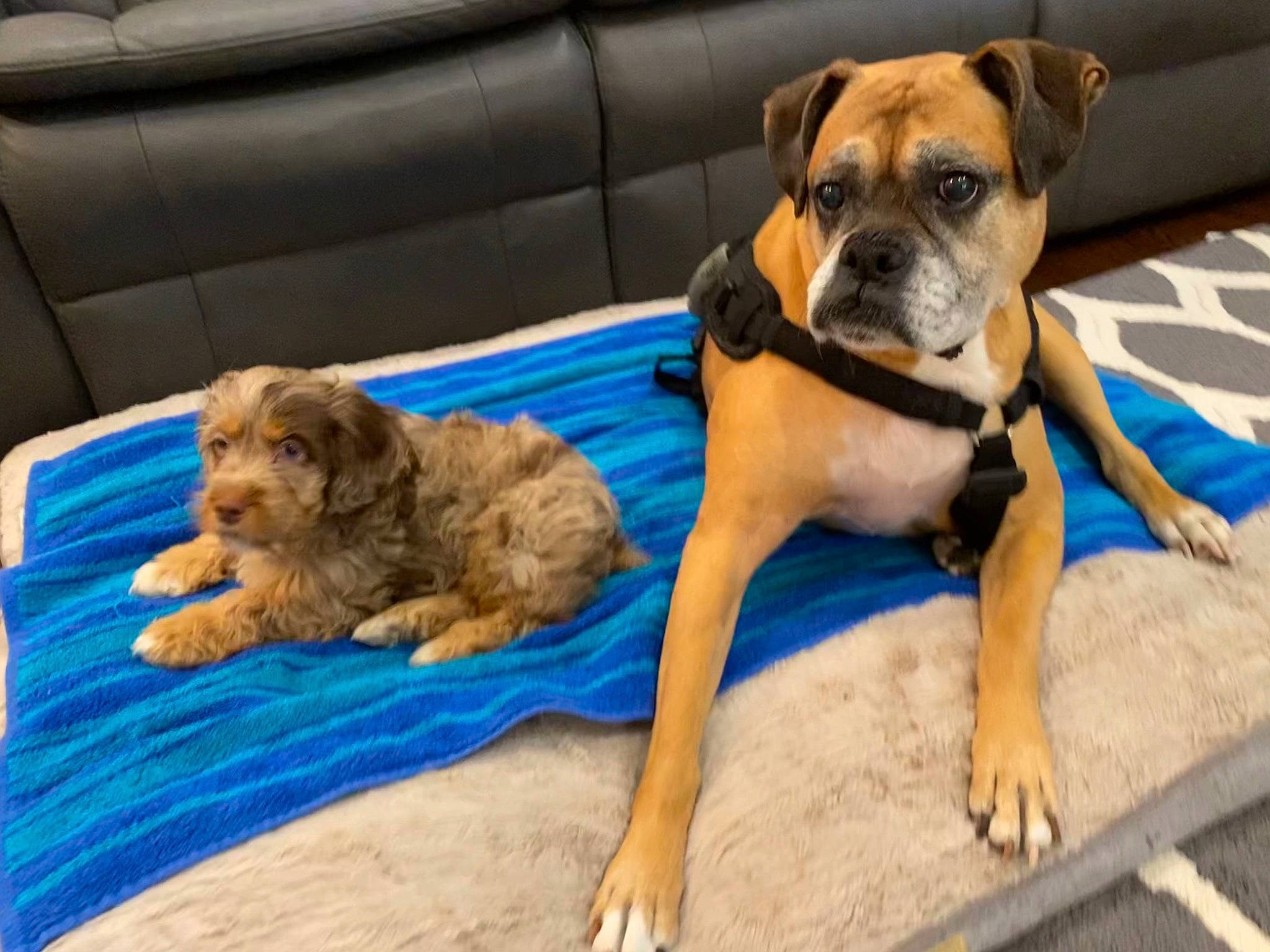Brooklyn joined the competition — help win amazing prizes! boxer, brown, canidae, carnivore, companion_dog, couch, dog, dog_breed, dog_supply, fawn, foot, liver, old_english_bulldog, pet_supply, puppy, snout, sporting_group, toe, toy_dog, working_animal