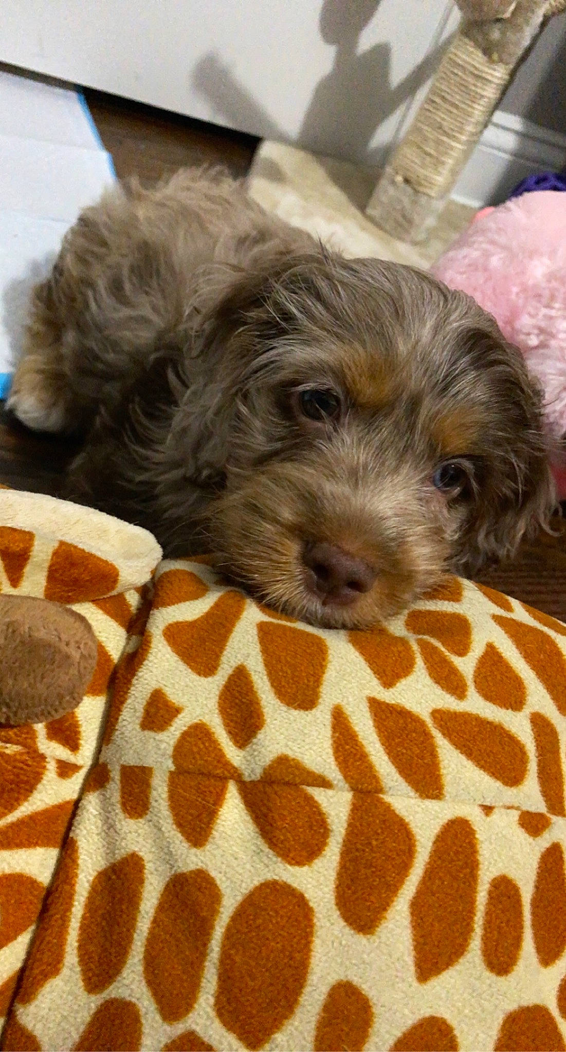 Cabo is registered to the contest to win money with this photo: canidae, carnivore, companion_dog, dog, dog_breed, dog_supply, fawn, fur, home_accessories, linens, pet_supply, puppy, small_terrier, snout, sporting_group, terrier, toy_dog, working_animal, working_dog