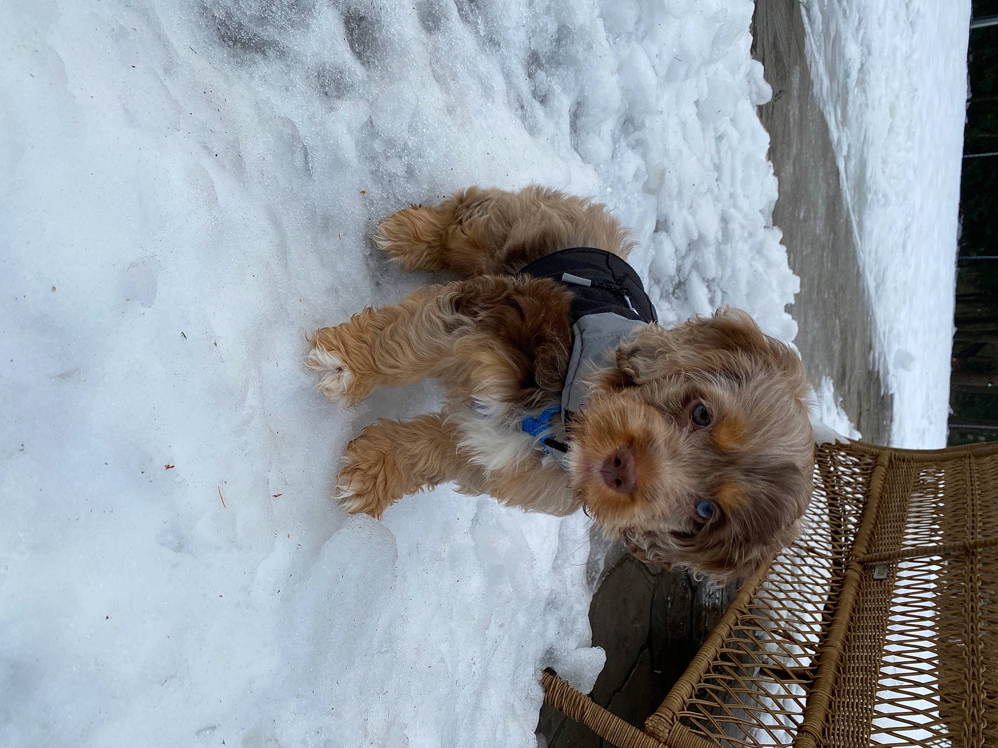Cabo is registered to the contest to win money with this photo: canidae, carnivore, companion_dog, dog, dog_breed, dog_supply, freezing, geological_phenomenon, ice, liver, mammal, pet_supply, small_terrier, snout, snow, sporting_group, terrier, vertebrate, winter, working_animal