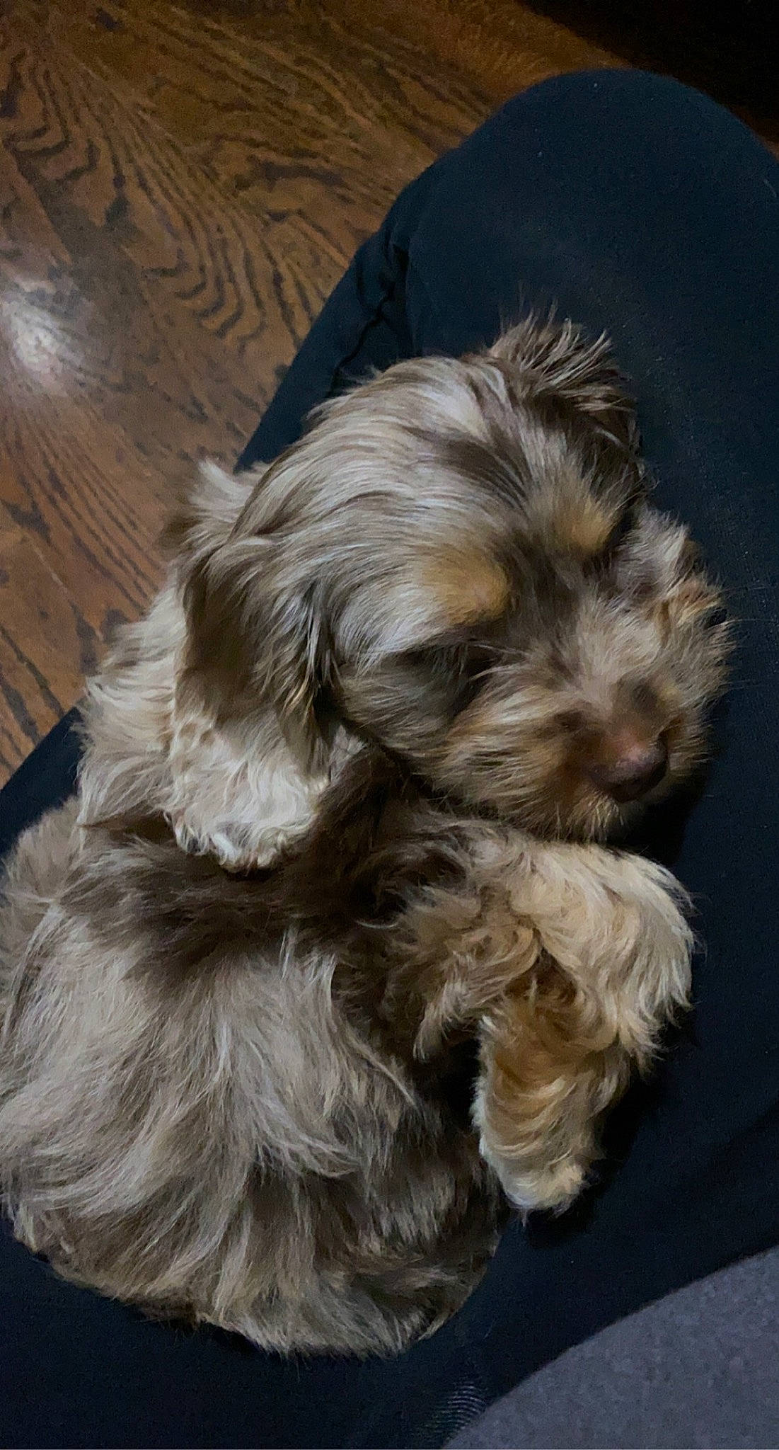 Cabo is registered to the contest to win money with this photo: canidae, carnivore, companion_dog, dog, dog_breed, fawn, fur, hardwood, laminate_flooring, liver, puppy, small_terrier, terrier, toy_dog, varnish, water_dog, wood_flooring, wood_stain, working_animal, yorkipoo