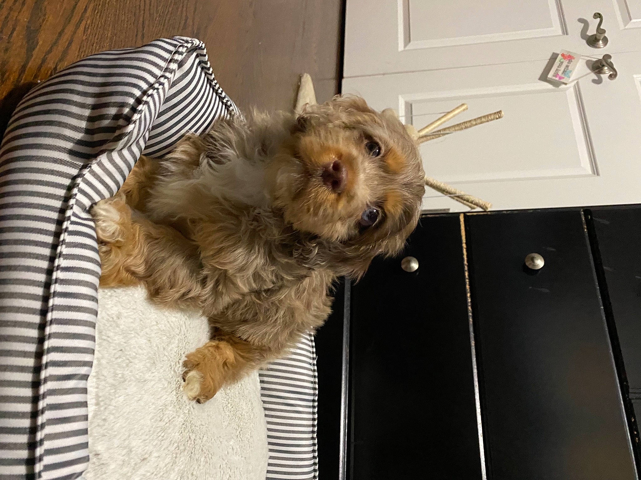 Cabo joined the competition — help win amazing prizes! canidae, carnivore, companion_dog, dog, dog_breed, fawn, maltepoo, non_sporting_group, norwich_terrier, pet_supply, picture_frame, puppy, small_terrier, snout, sporting_group, terrier, toy_dog, working_animal, yorkipoo